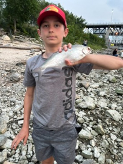 Goldeye