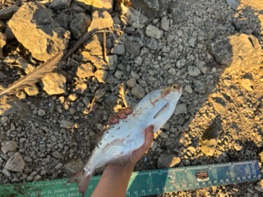 Goldeye