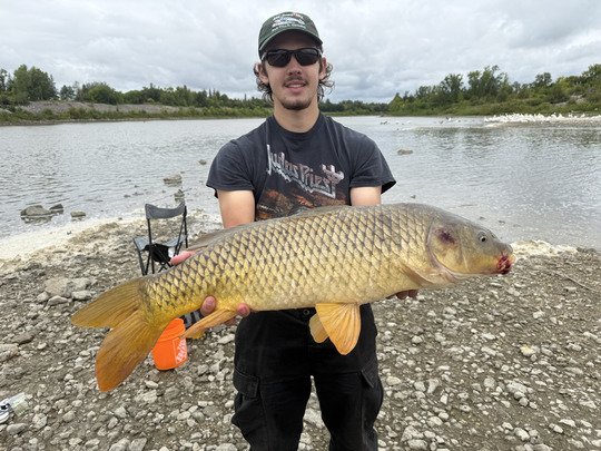 Common Carp