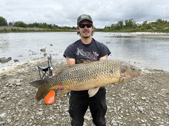 Common Carp