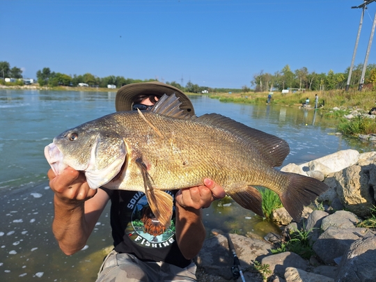 Freshwater Drum