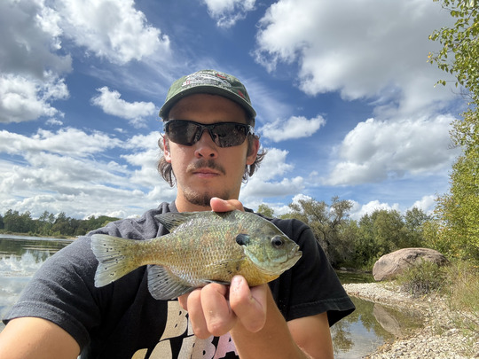Sunfish