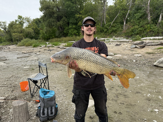 Common Carp