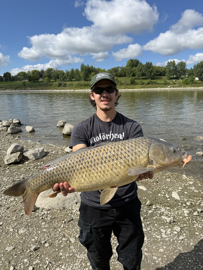 Common Carp