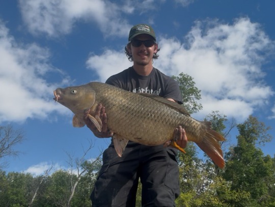 Common Carp