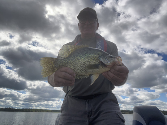 Black Crappie
