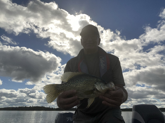 Black Crappie