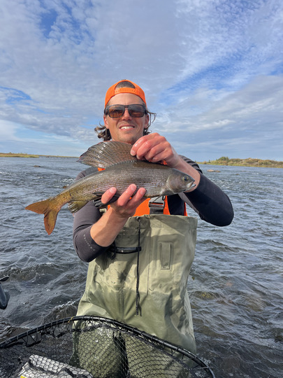 Arctic Grayling