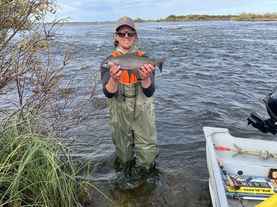 Arctic Grayling