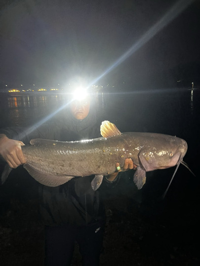 Channel Catfish