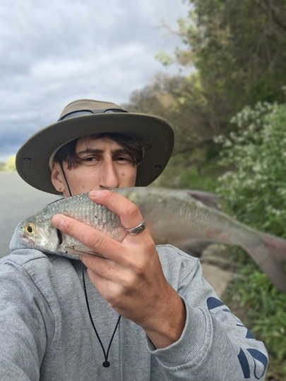 Goldeye