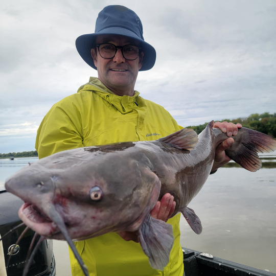 Channel Catfish