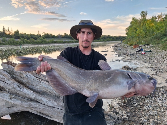 Channel Catfish
