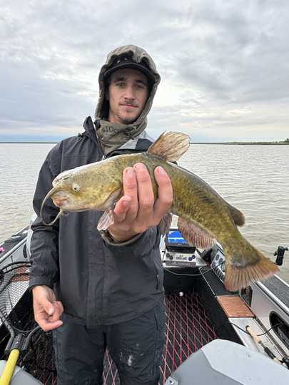 Bullhead