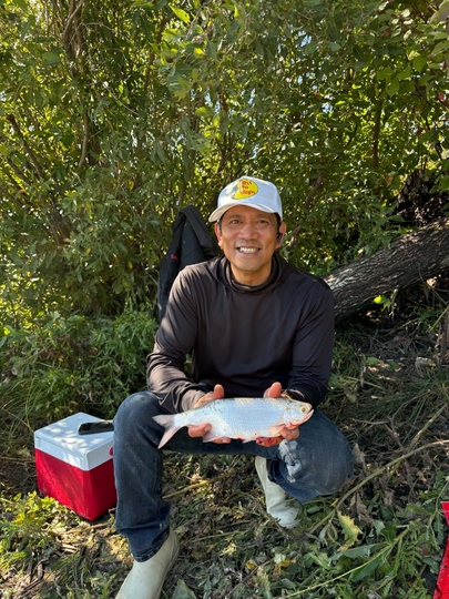 Goldeye