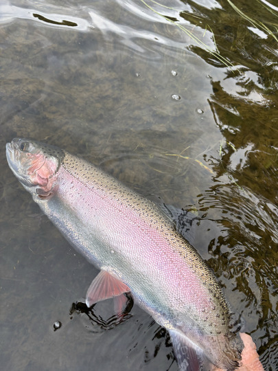 Rainbow Trout