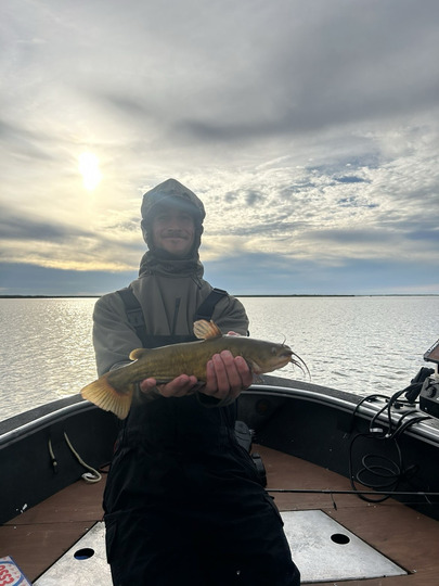 Bullhead