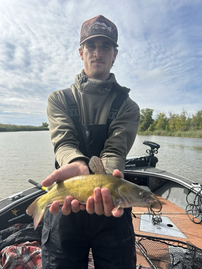 Bullhead