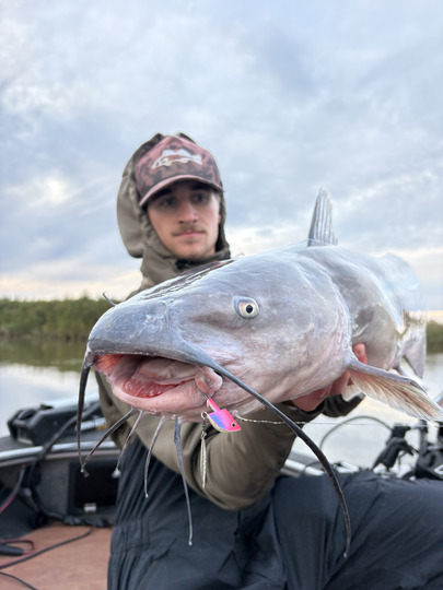 Channel Catfish
