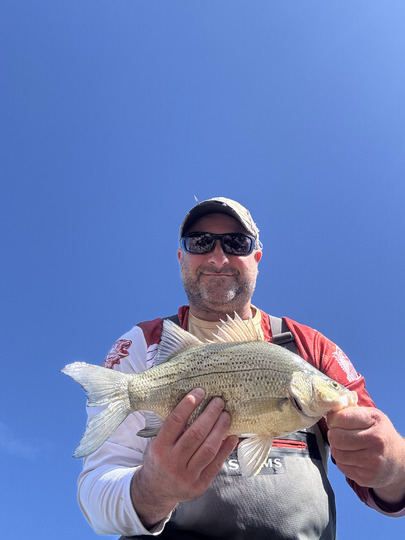 White Bass