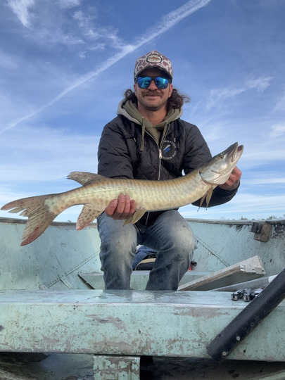 Muskellunge