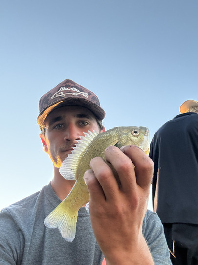 Sunfish