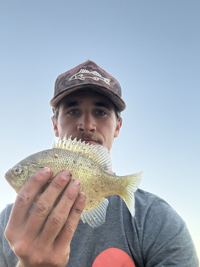 Sunfish