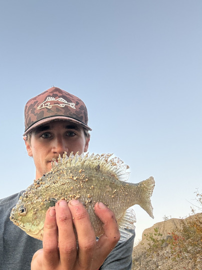 Sunfish