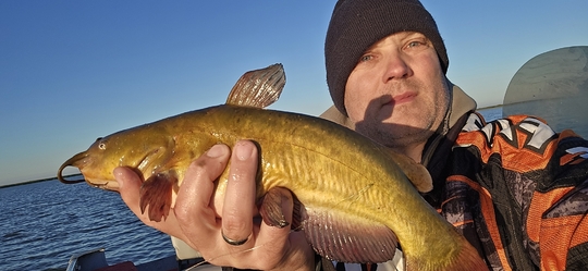 Bullhead