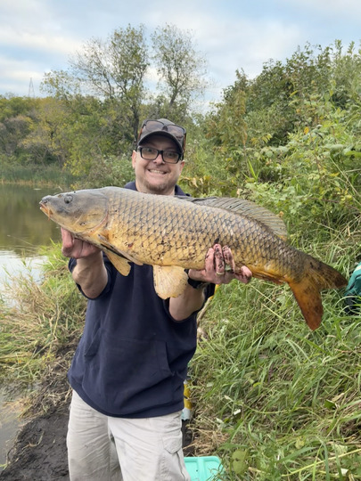 Common Carp