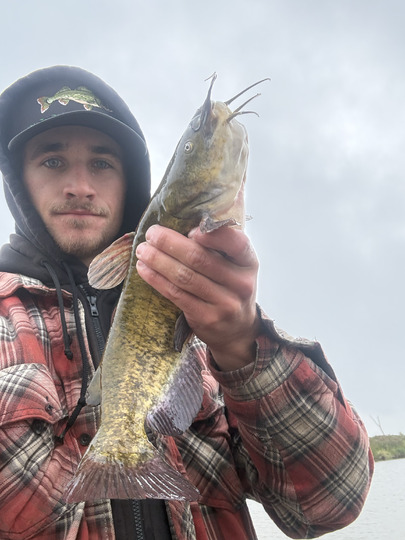 Bullhead