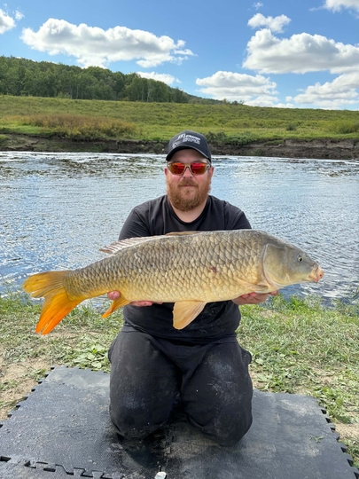 Common Carp