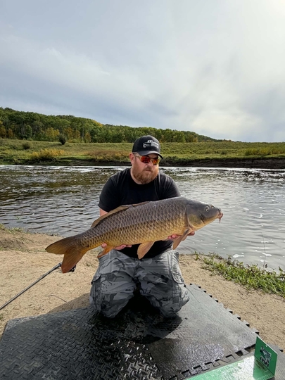Common Carp