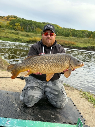 Common Carp