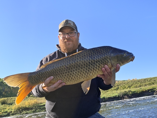 Common Carp