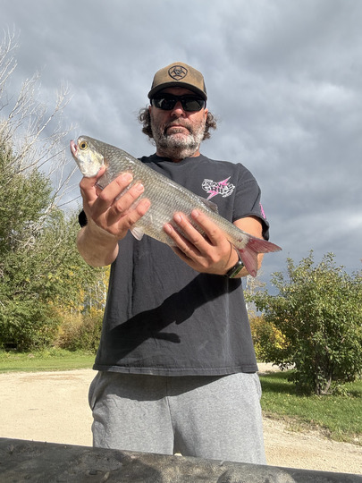 Goldeye