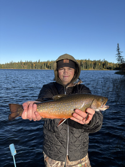 Brook Trout
