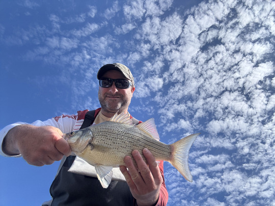 White Bass