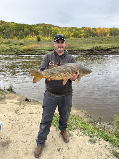 Common Carp