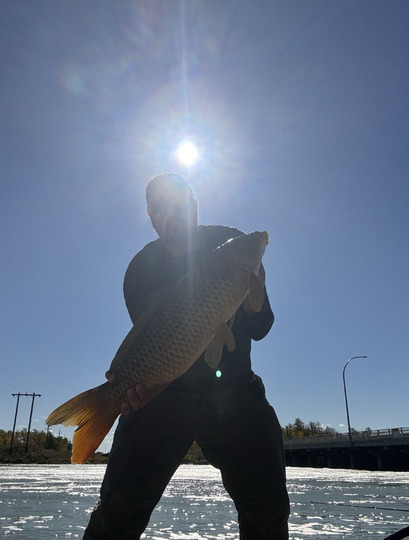 Common Carp