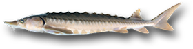 Lake Sturgeon