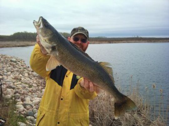 Walleye