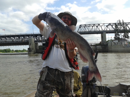 Channel Catfish