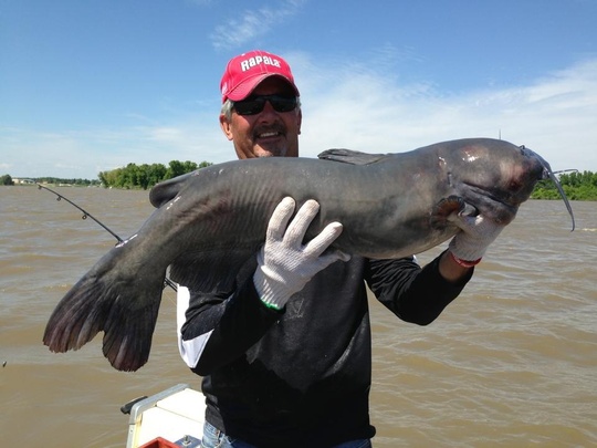 Channel Catfish