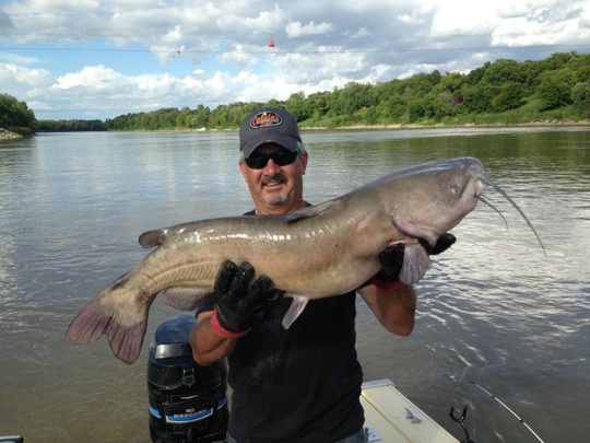 Channel Catfish