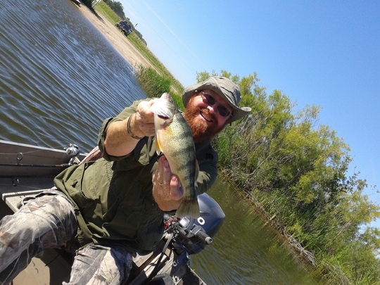 Yellow Perch
