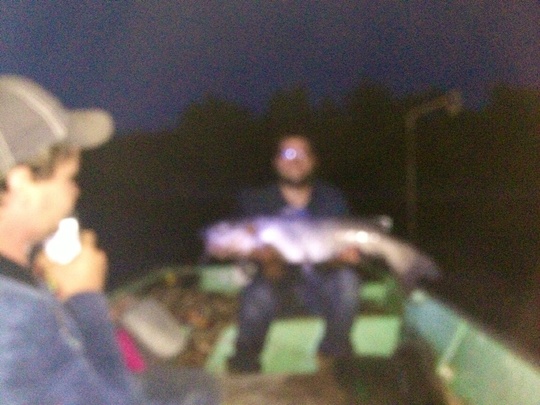 Channel Catfish