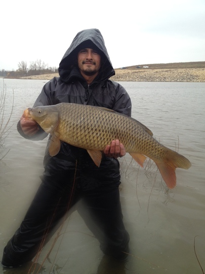 Common Carp