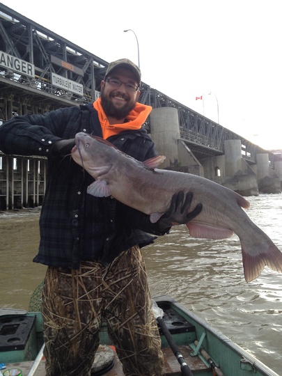 Channel Catfish