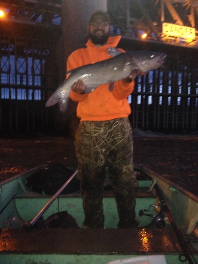 Channel Catfish